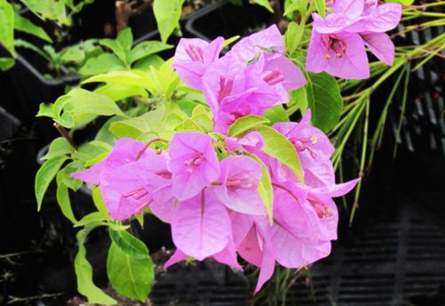 Bougainvillea spectabilis