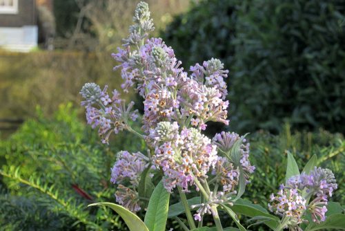 Buddleja officinalis