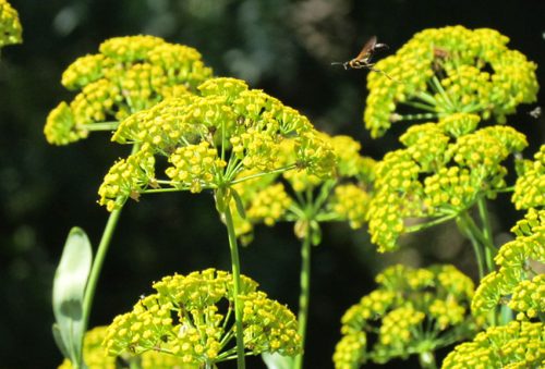 Bupleurum fruticosum