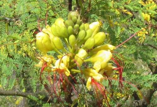 Caesalpinia gillesii