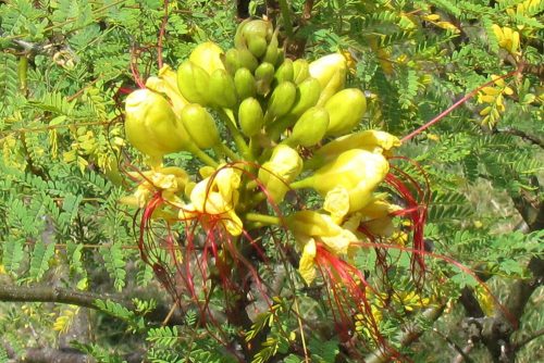 Caesalpinia gilliesii