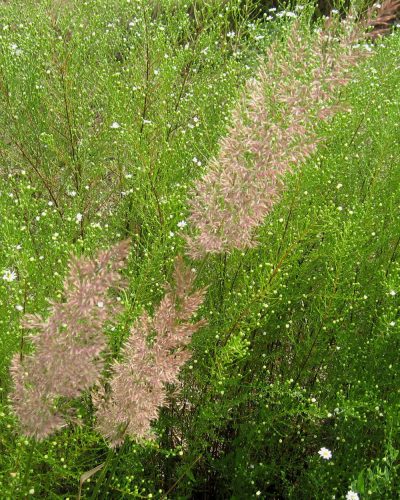 Calamagrostis arundinacea