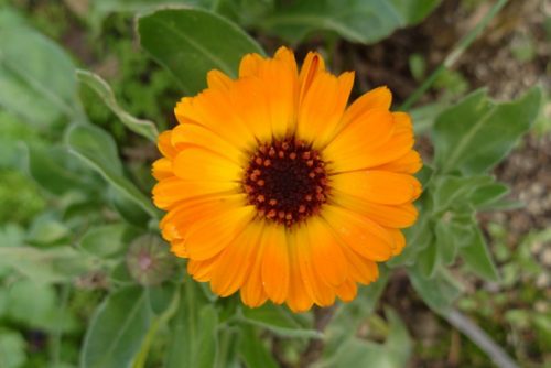 Calendula officinalis