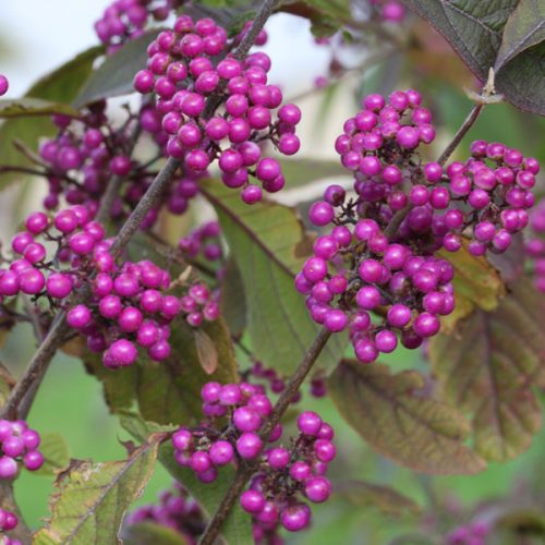 Callicarpa bodinieri