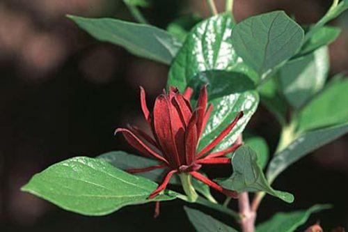 Calycanthus floridus
