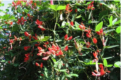 Camptosema rubicundum