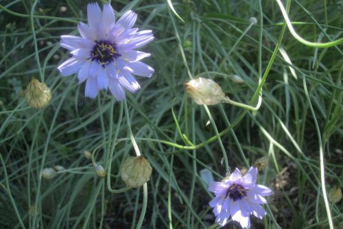 Catananche caerulea