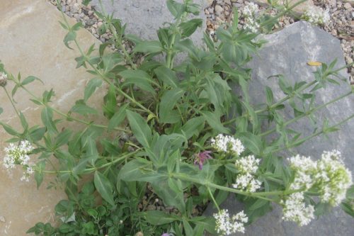 Centranthus ruber Albus
