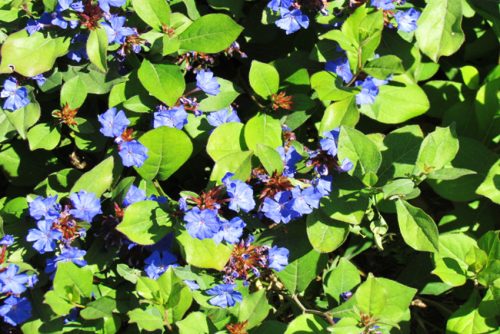 Ceratostigma plumbaginoides