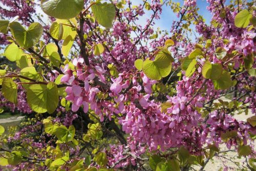 Cercis siliquastrum