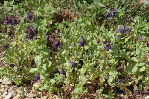 Cerinthe major subsp. purpurascens
