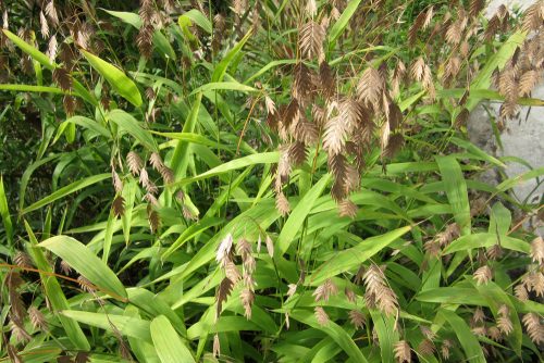 Chasmanthium latifolium
