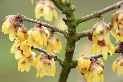 Chimonanthus praecox