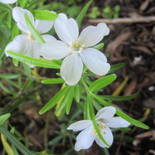 Choisya ternata Aztec Pearl