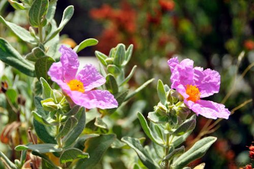 Cistus albidus