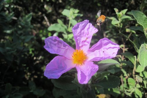 Cistus creticus