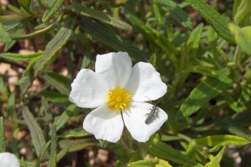 Cistus monspeliensis