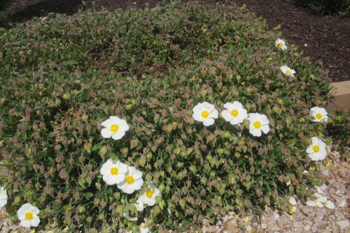 Cistus salviifolius
