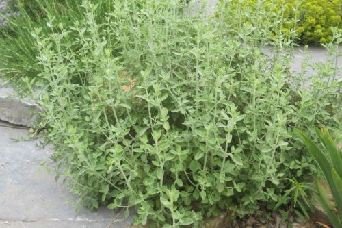 Clinopodium serpyllifolium subsp. fruticosum