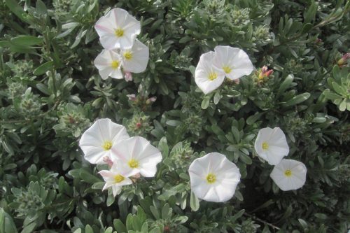 Convolvulus cneorum