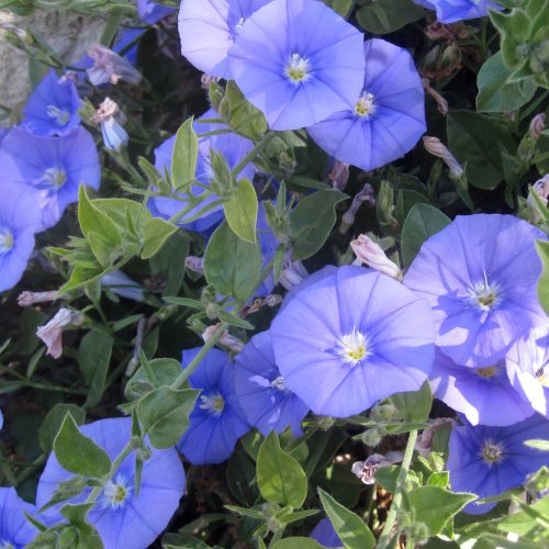 Convolvulus mauritanicus