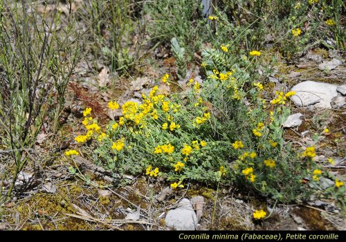 Coronilla minima