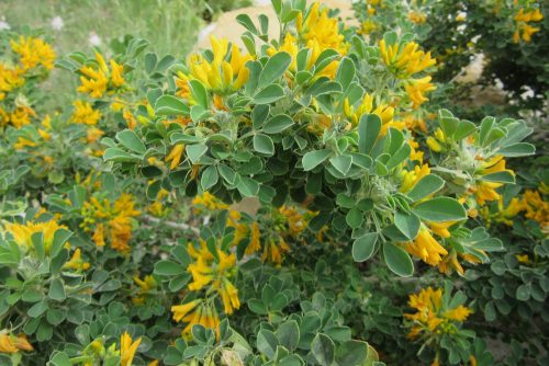 Coronilla valentina