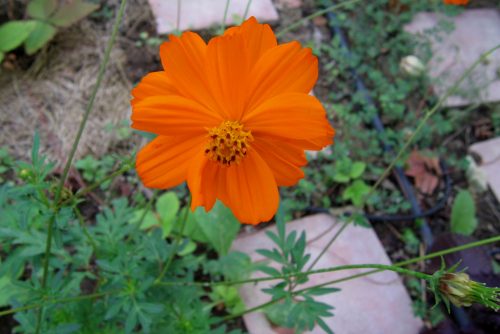 Cosmos sulphureus