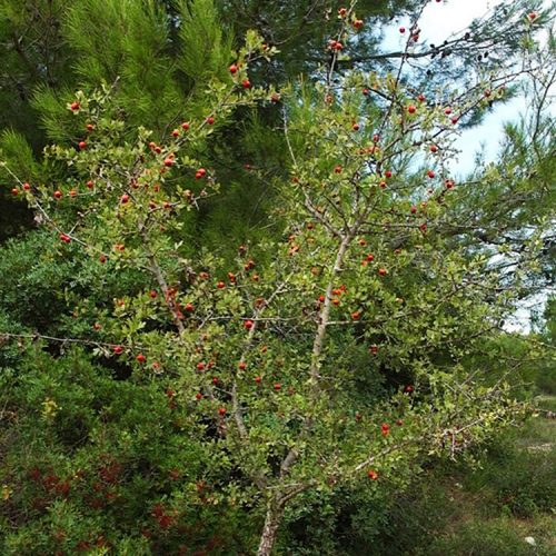 Crataegus azarolus