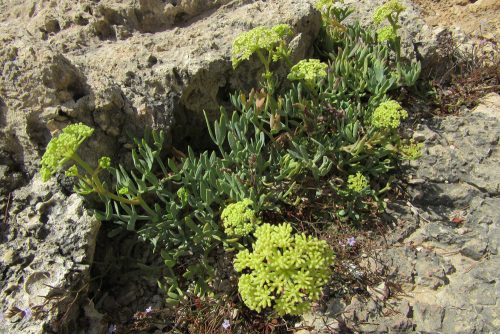 Crithmum maritimum