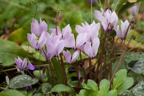 Cyclamen cilicium