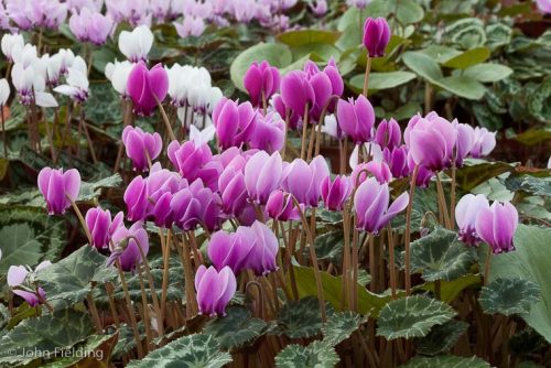 Cyclamen confusum