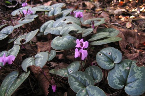 Cyclamen coum