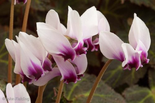Cyclamen hederifolium var. crassifolium