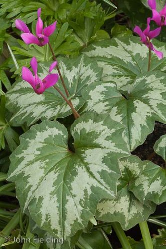 Cyclamen repandum
