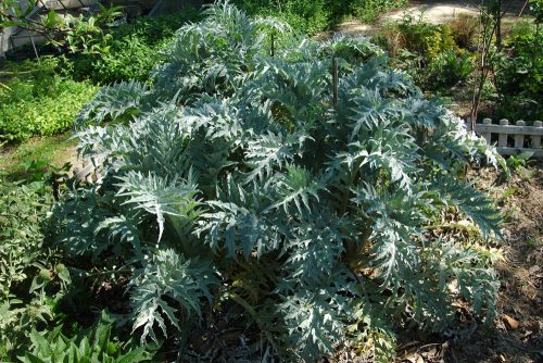 Cynara cardunculus