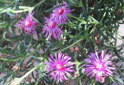 Delosperma cooperi