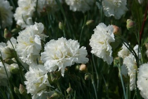 Dianthus Mrs Sinkins