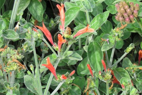 Dicliptera suberecta