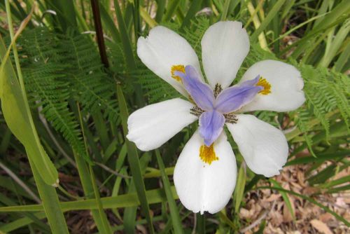 Dietes grandiflora
