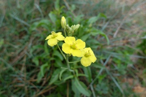 Diplotaxis tenuifolia
