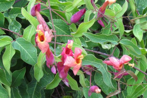 Dolichandra cynanchoides