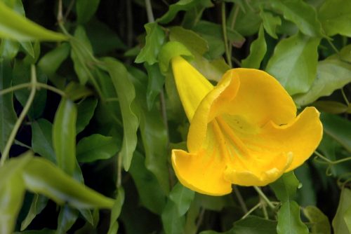 Dolichandra unguis cati