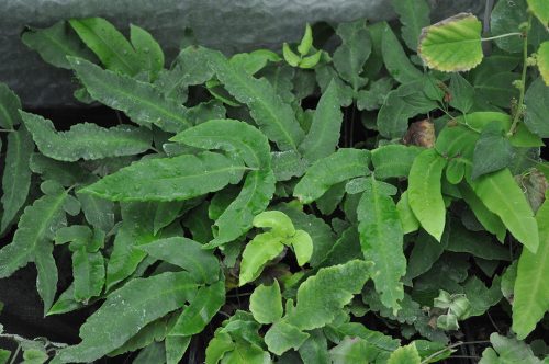 Dryopteris sieboldii