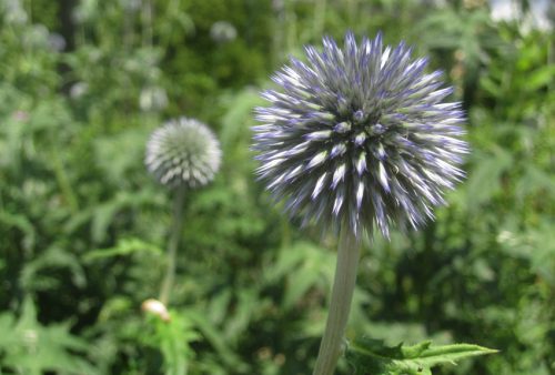 Echinops ritro