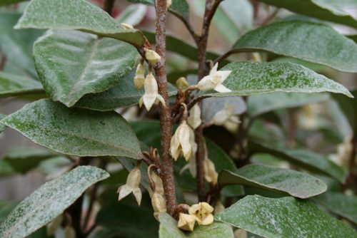 Elaeagnus x ebbingei