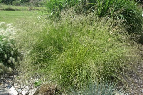 Eragrostis curvula