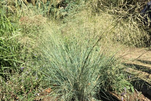Eragrostis elliottii