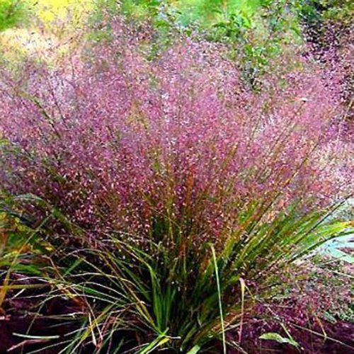 Eragrostis spectabilis