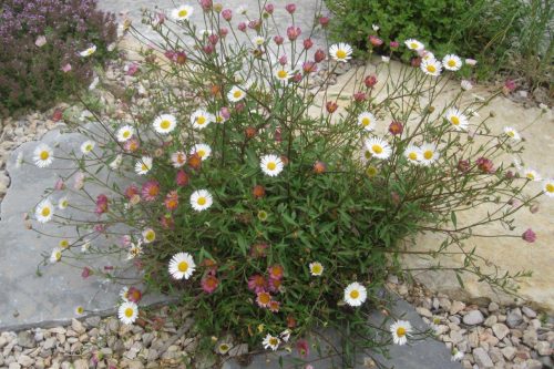 Erigeron karvinskianum